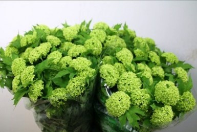 VIBURNUM SNOWBALL